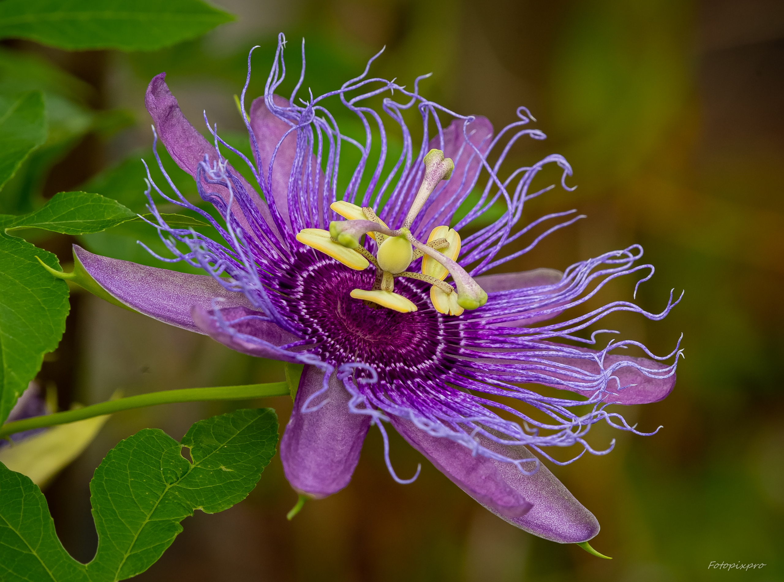 The Mystical Properties of the Passion Flower